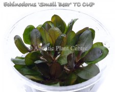 Echinodorus Small Bear TC CUP